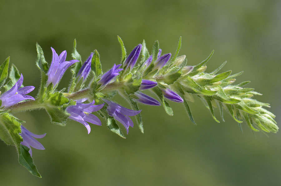 Campanula spicata / Campanula spigata